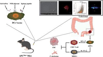 Tubeimuside I improves the efficacy of a therapeutic Fusobacterium nucleatum dendritic cell-based vaccine against colorectal cancer